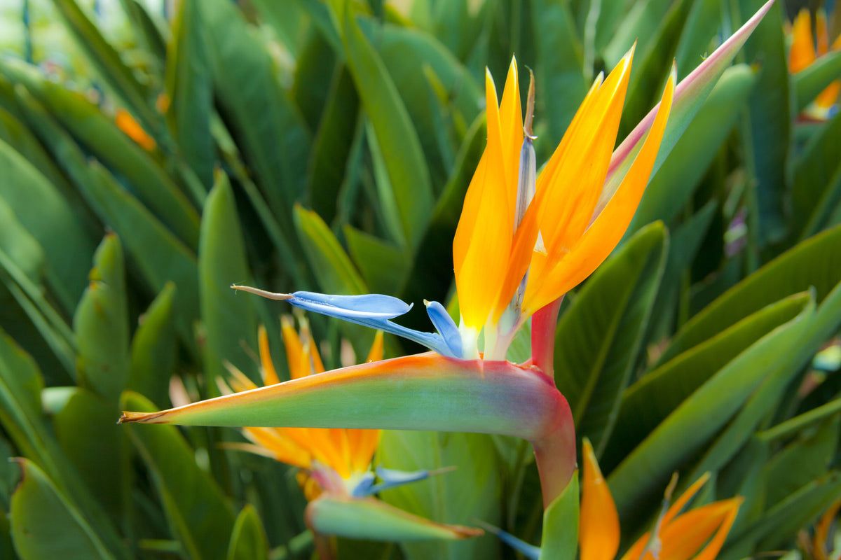 1200x800 Bird of Paradise. Pesches Flowers & Garden Center