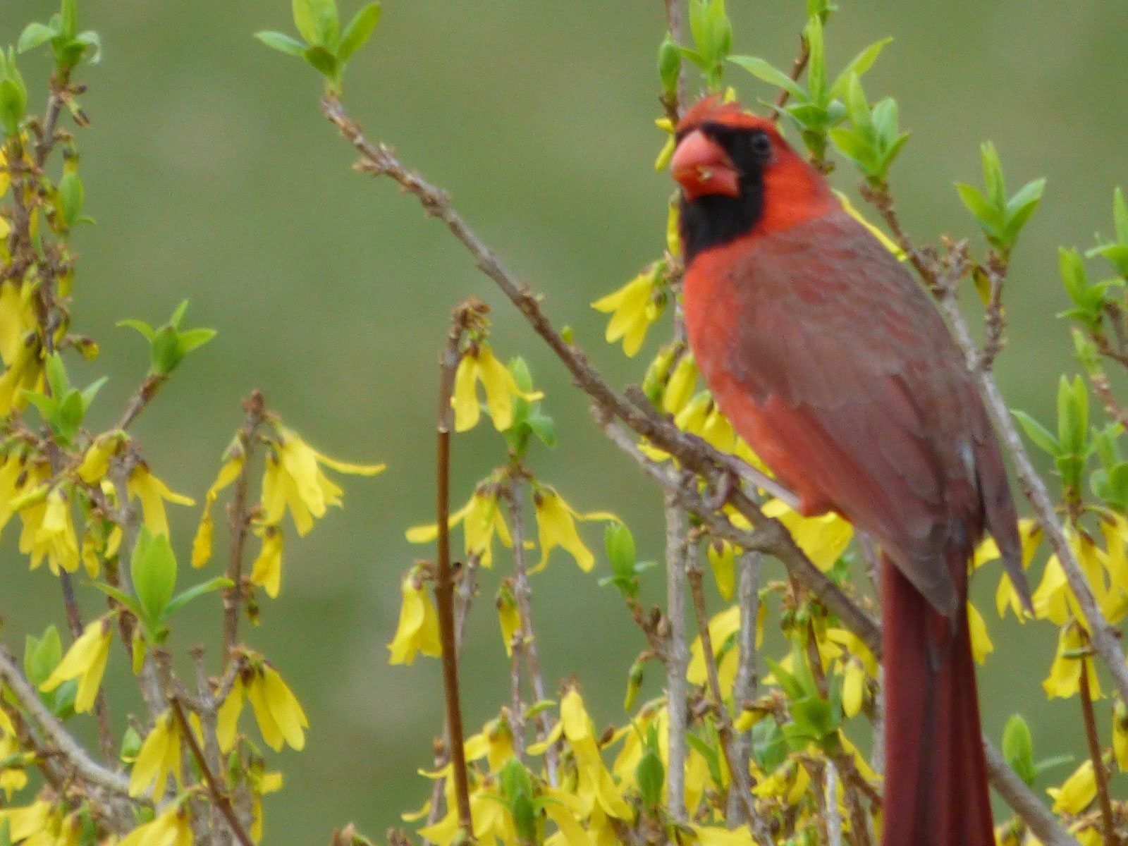 1600x1200 Flower Bud Protection From Birds To Keep Birds From Eating Flowers. Gardening Know How