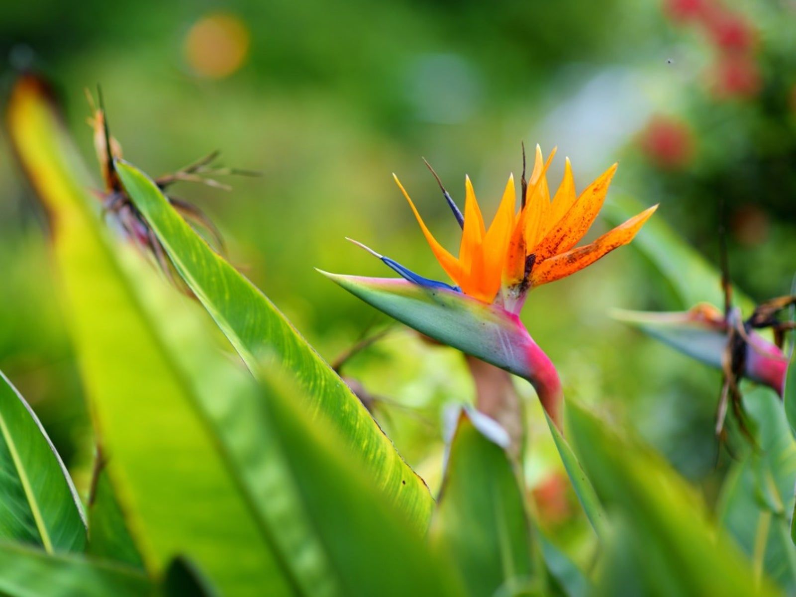 1600x1200 Deadheading Bird Of Paradise I Deadhead Bird Of Paradise Plants. Gardening Know How