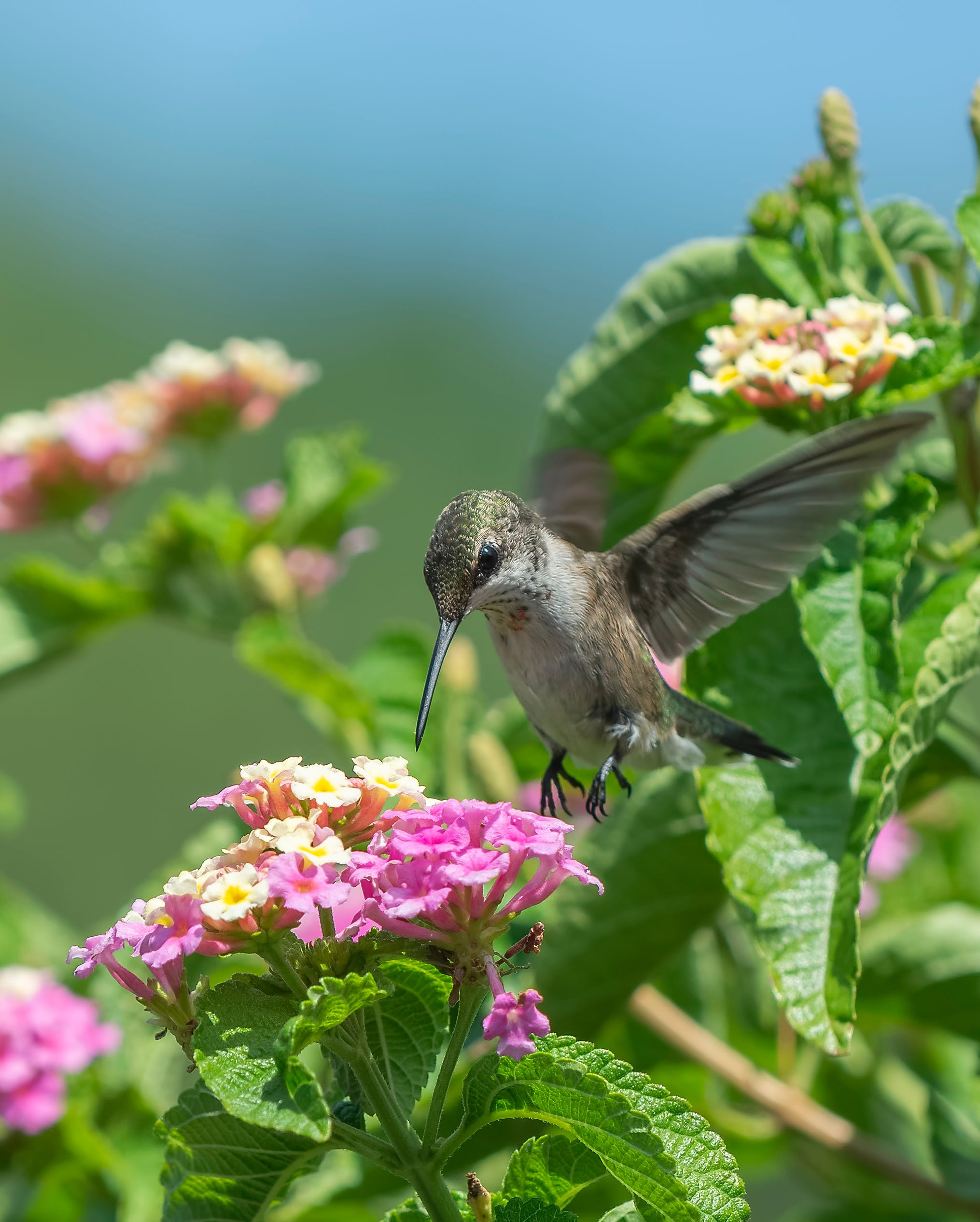 2030x2531 Flowers That Attract Hummingbirds to Your Garden