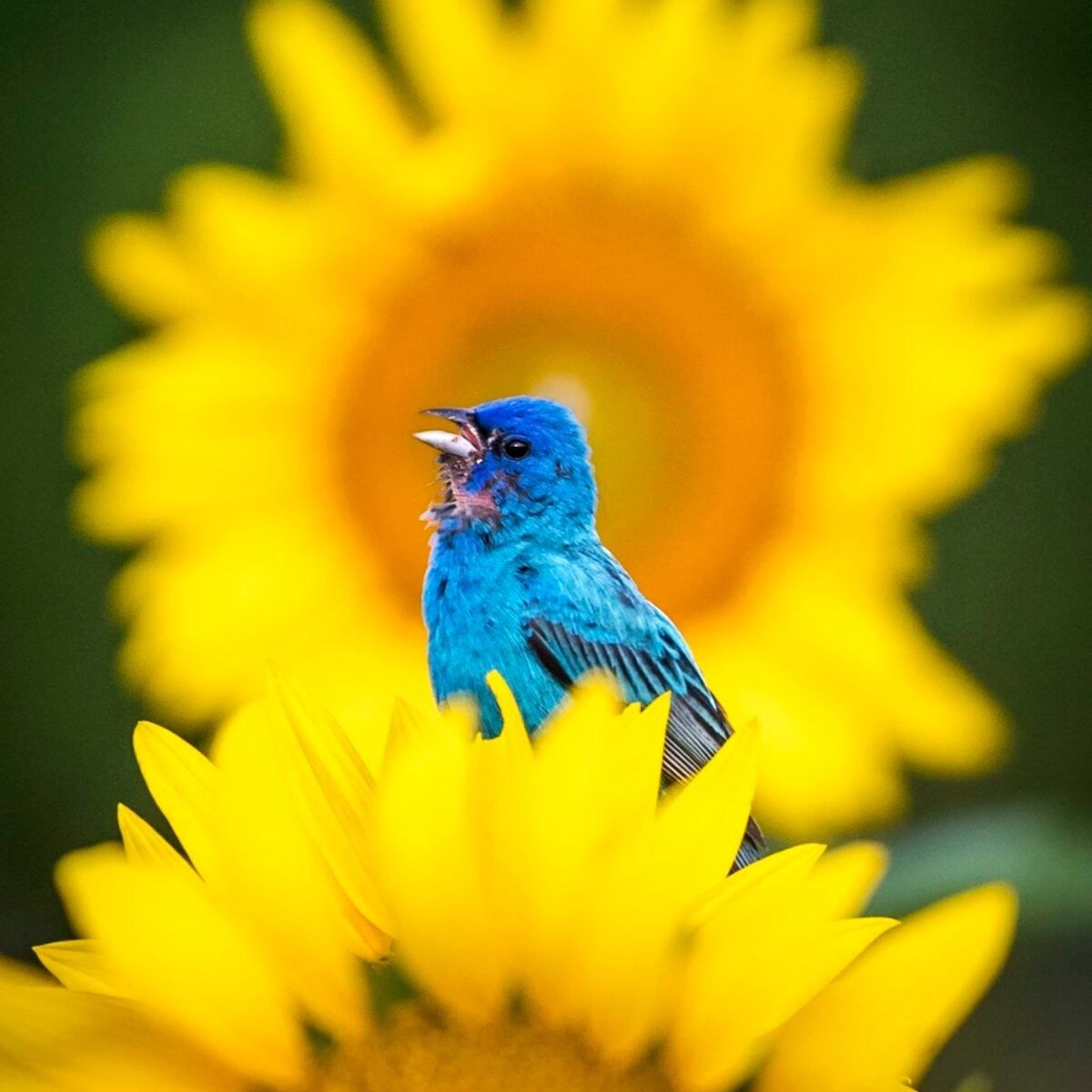 1200x1200 Plants and Trees that Attract Birds and Blooms