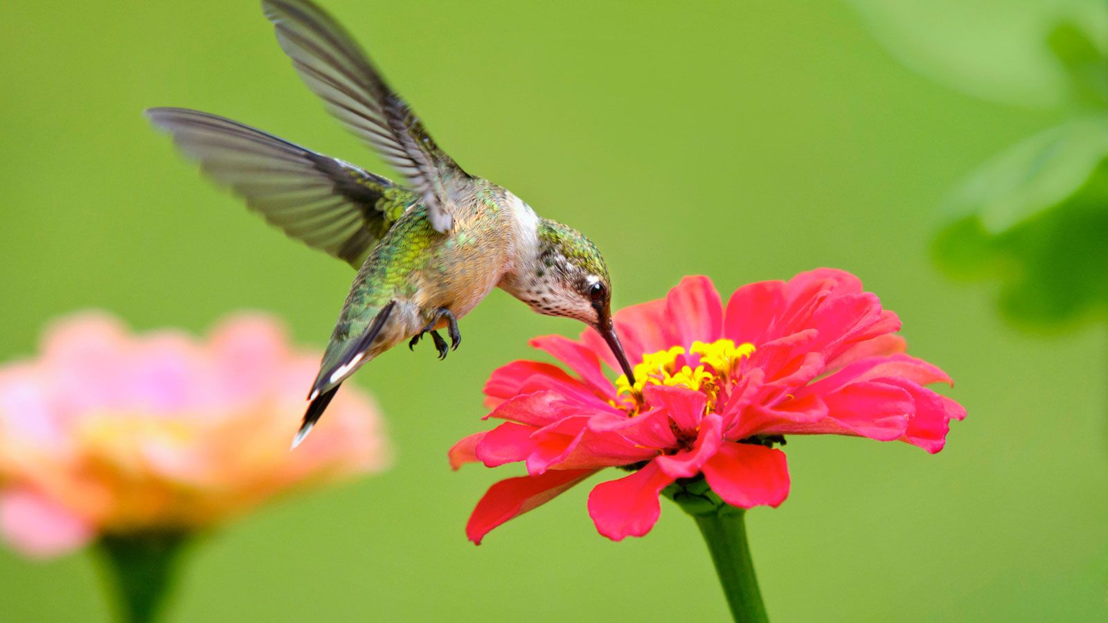 1600x900 best flowers for hummingbirds