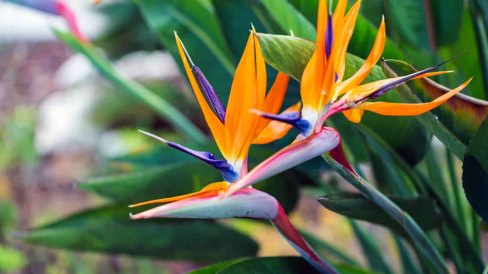 1600x900 Petals in Plumage: A Showcase of 12 Flowers That Look Like Birds