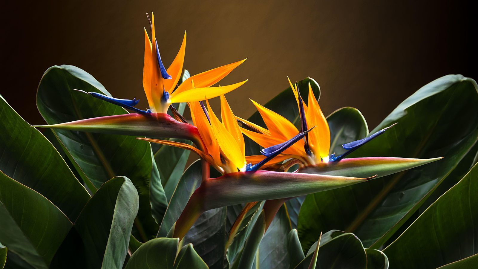 1600x900 how to grow bird of paradise: 5 expert care tips. Homes and Gardens