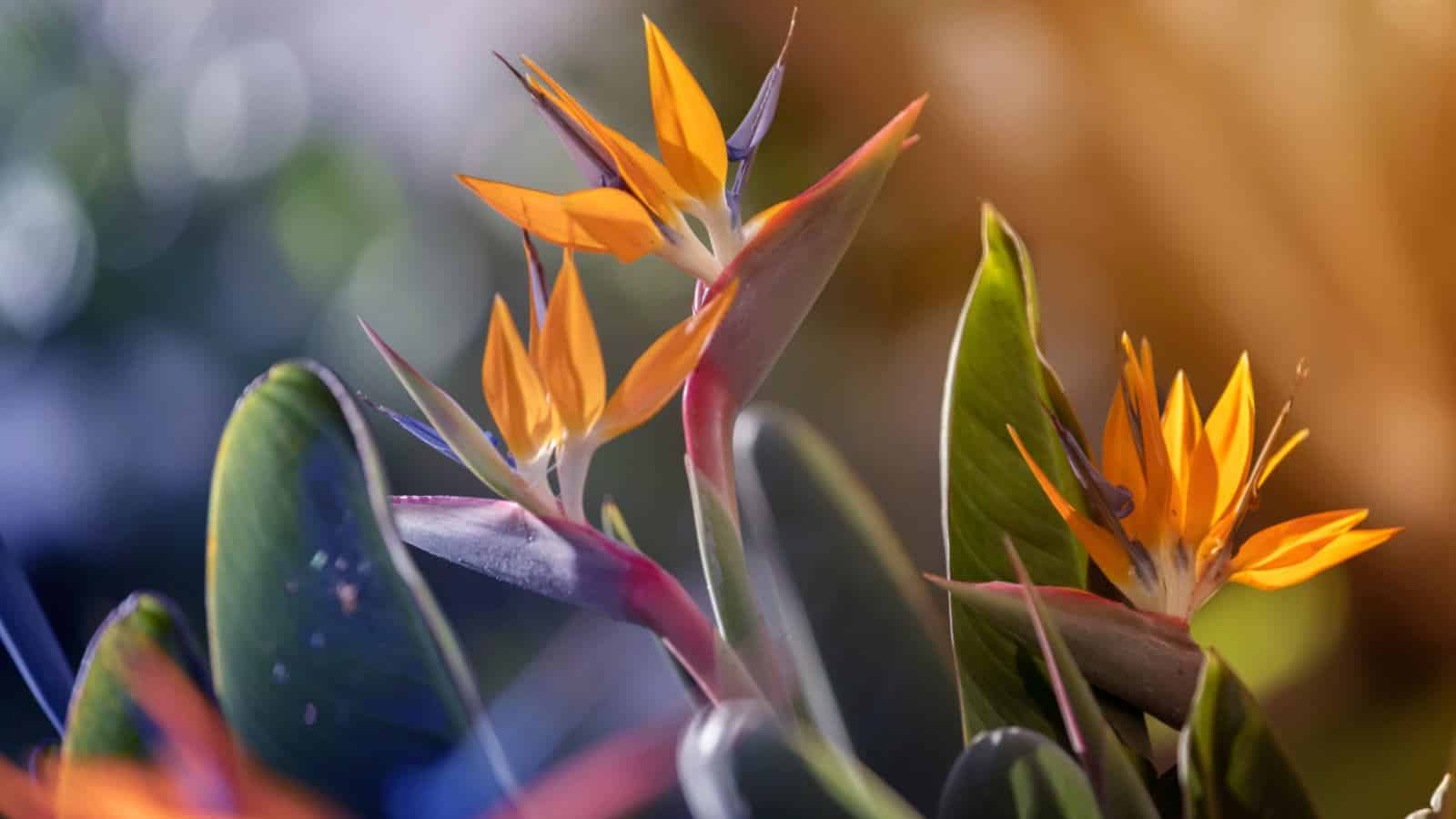 1600x900 Petals in Plumage: A Showcase of 12 Flowers That Look Like Birds