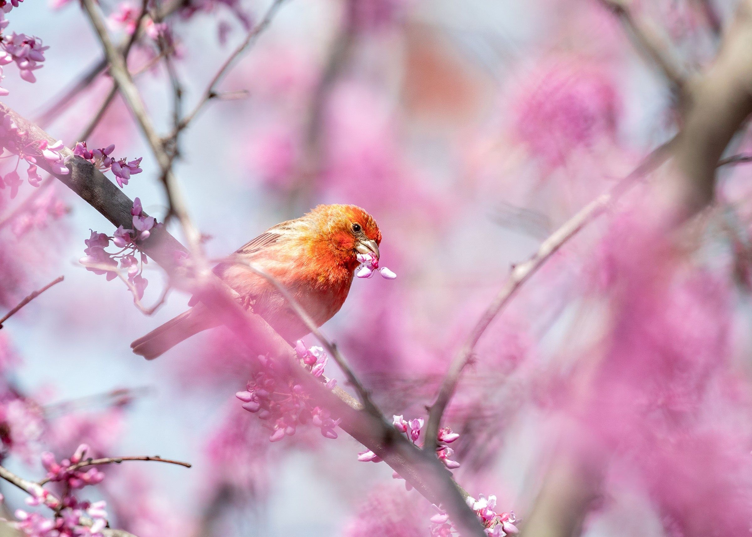2400x1714 Fun Facts about the House Finch