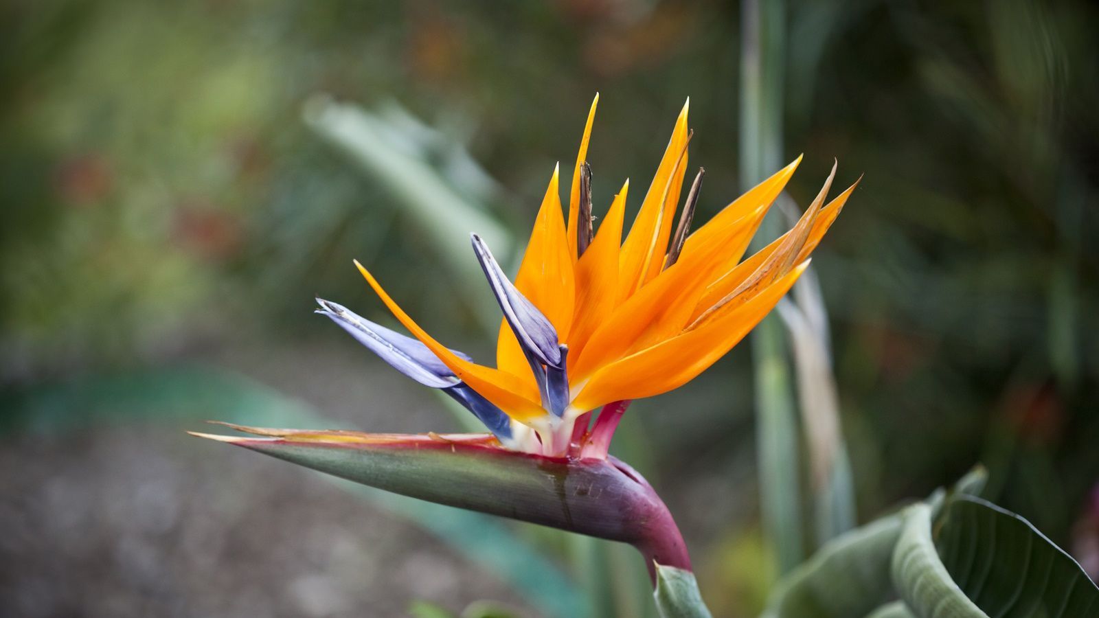 1600x900 Flowers that look like birds: 5 stunning options. Homes and Gardens