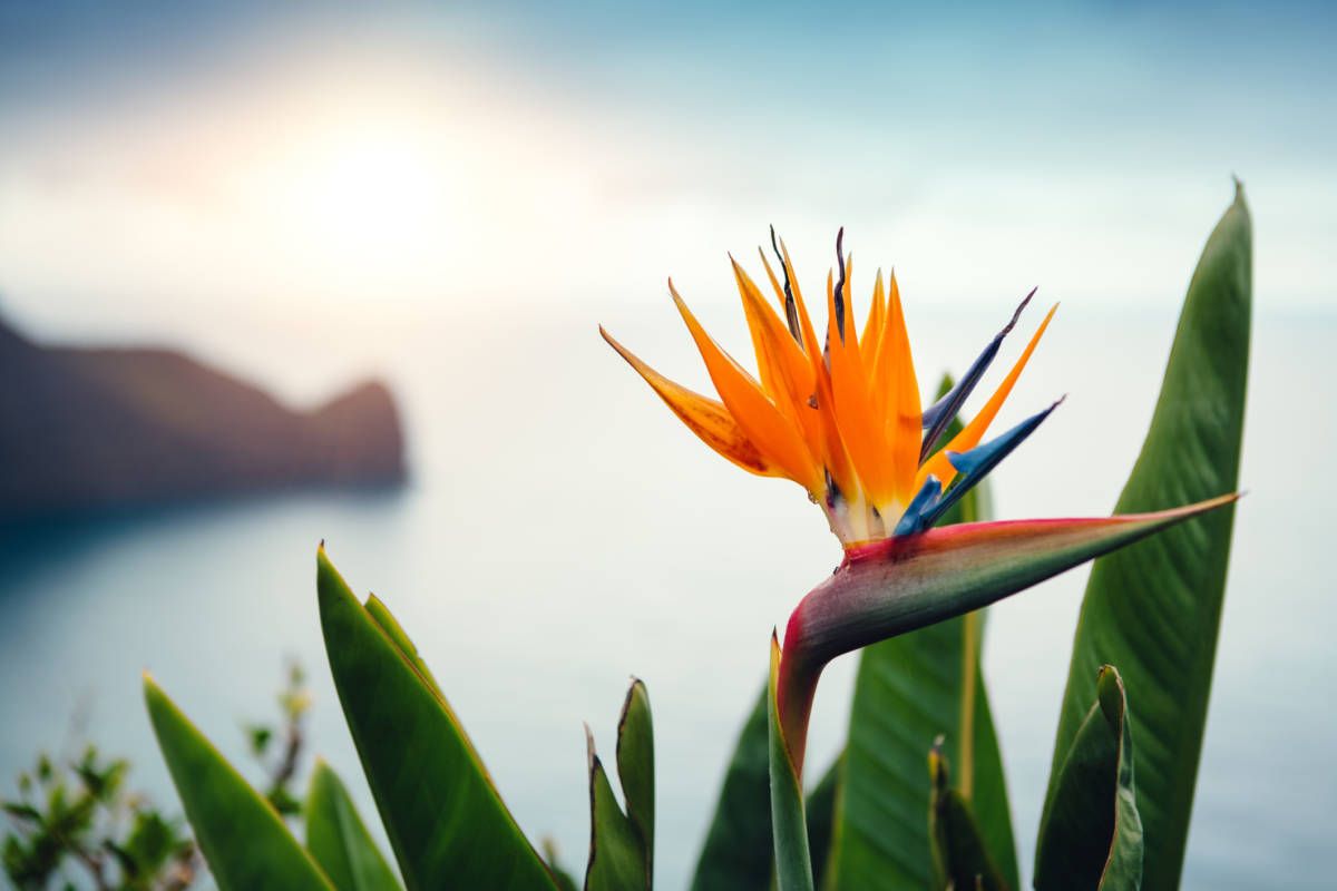 1200x800 Tropical Flowers that You Can Grow at Home