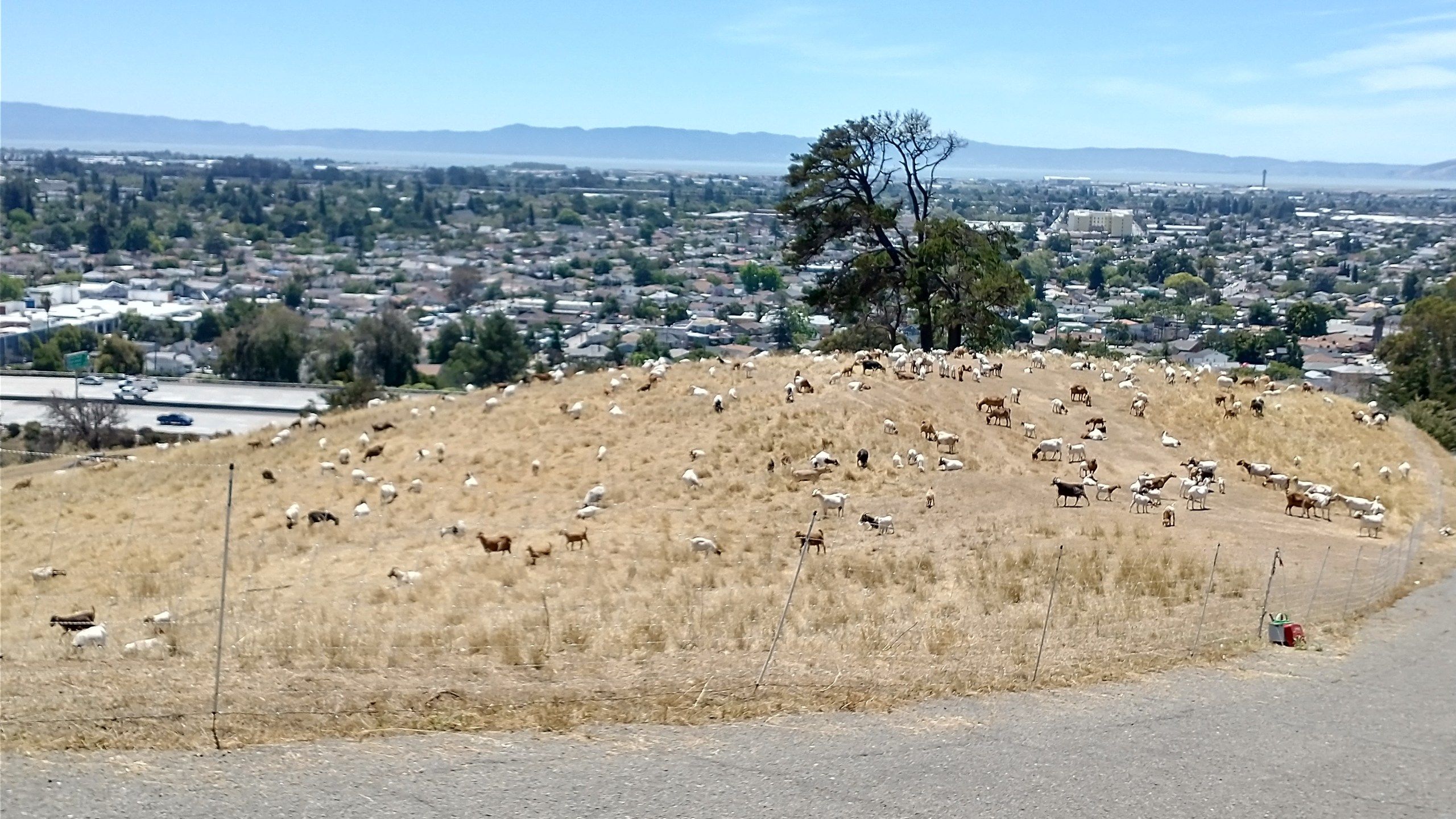 2560x1440 Fire goats working to prevent wildfires in Oakland Hills