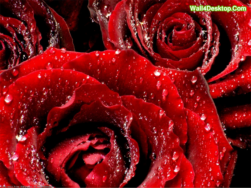 1024x768 Red Rose Flower Wallpaper