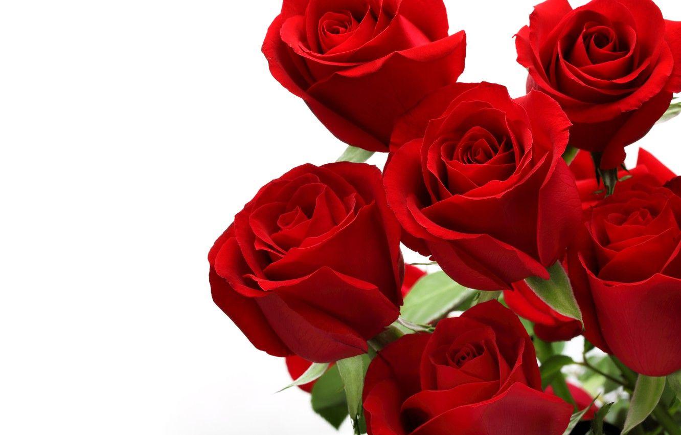 1332x850 Wallpaper rose, red, rose, flower image for desktop, section