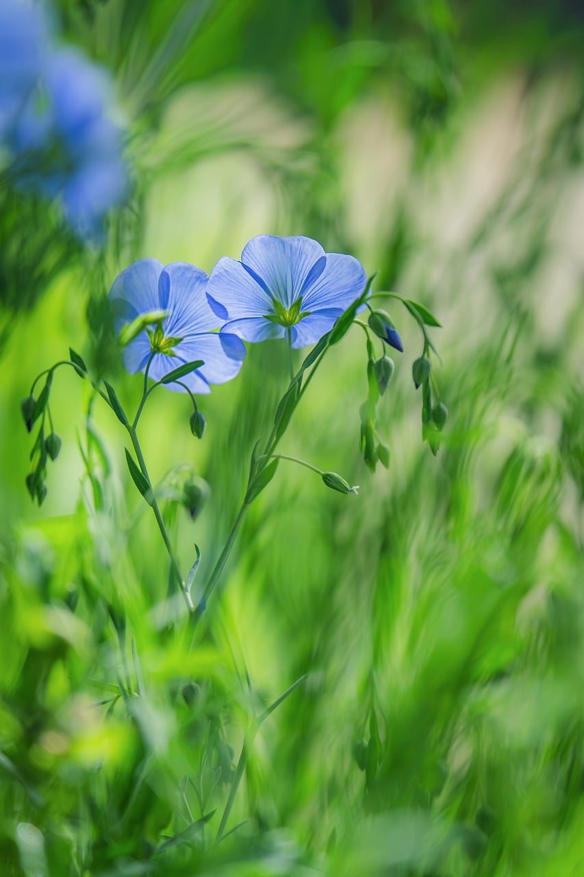 853x1280 Blue Flax Flower Nature