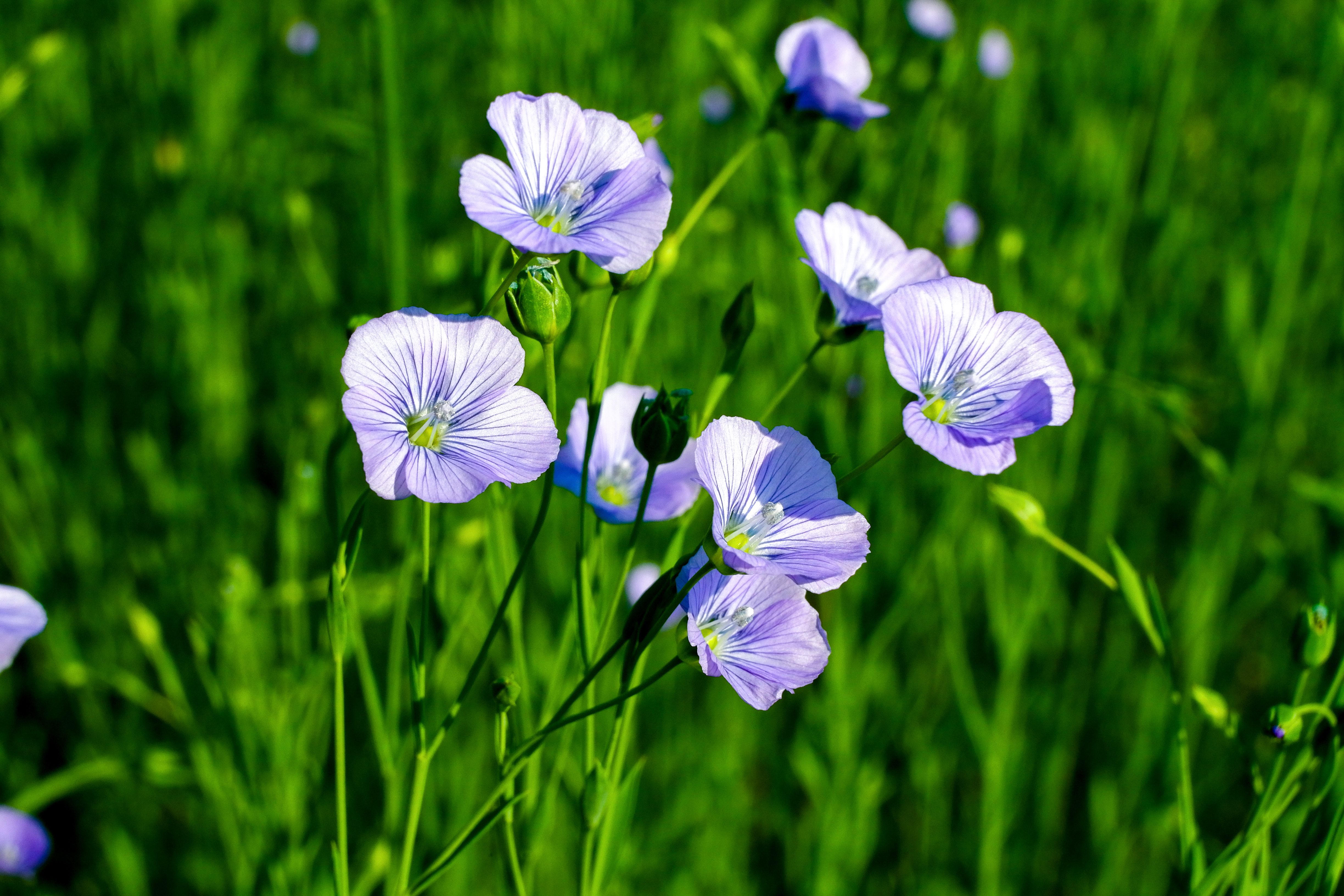 4896x3264 Flax Flower Photo, Download The BEST Free Flax Flower & HD Image