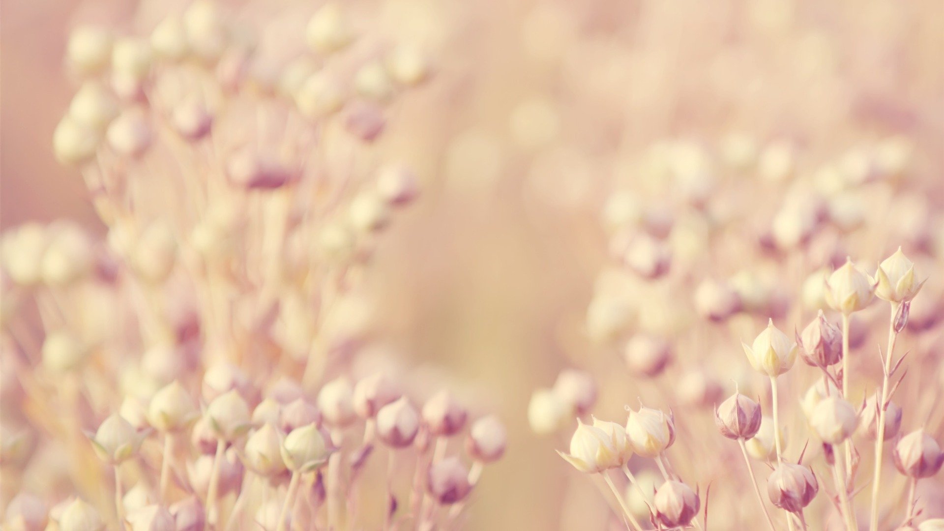 1920x1080 Flax Fresh And Natural Flowers Desktop Wallpaper