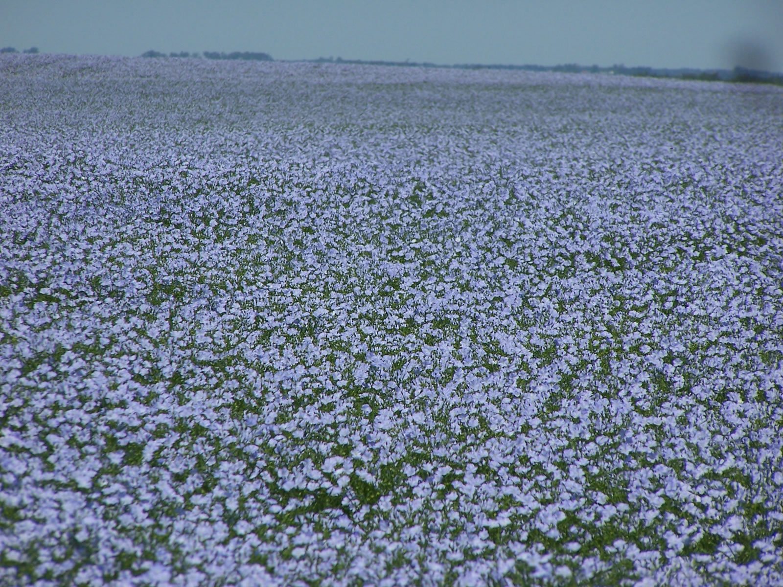 1600x1200 Great Summer! Flax in bloom. Golden Valley Flax