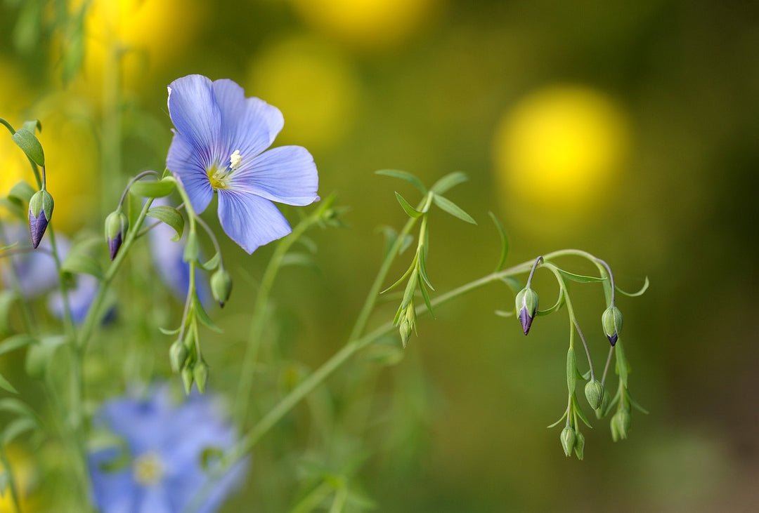 1080x731 Buy Flax Blue (Linum lewisii) at Finding Nectar