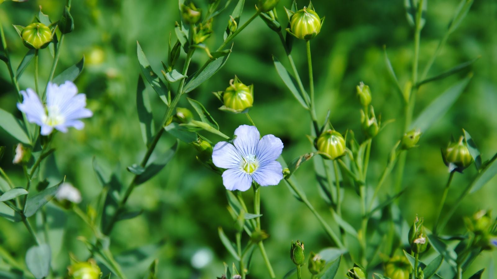 1600x900 How to Plant, Grow, and Care for Flax