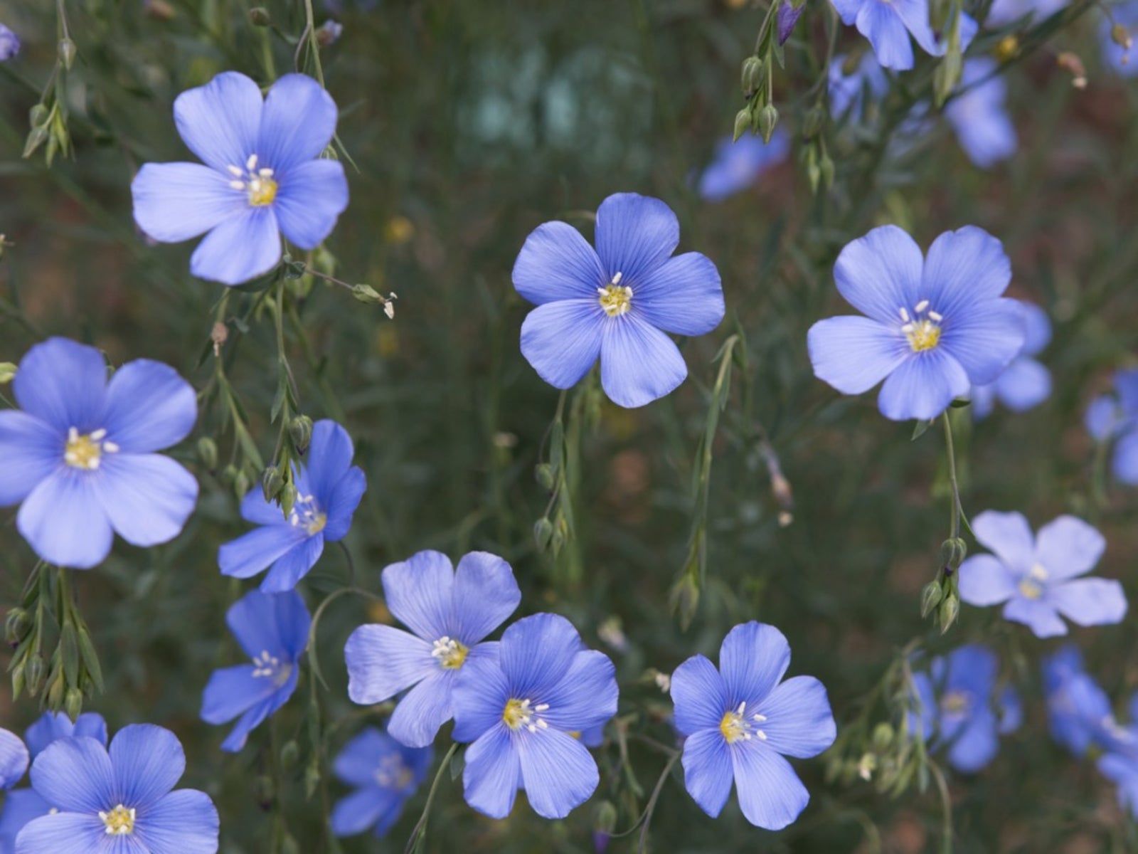 1600x1200 Flax Flower To Grow Flax. Gardening Know How