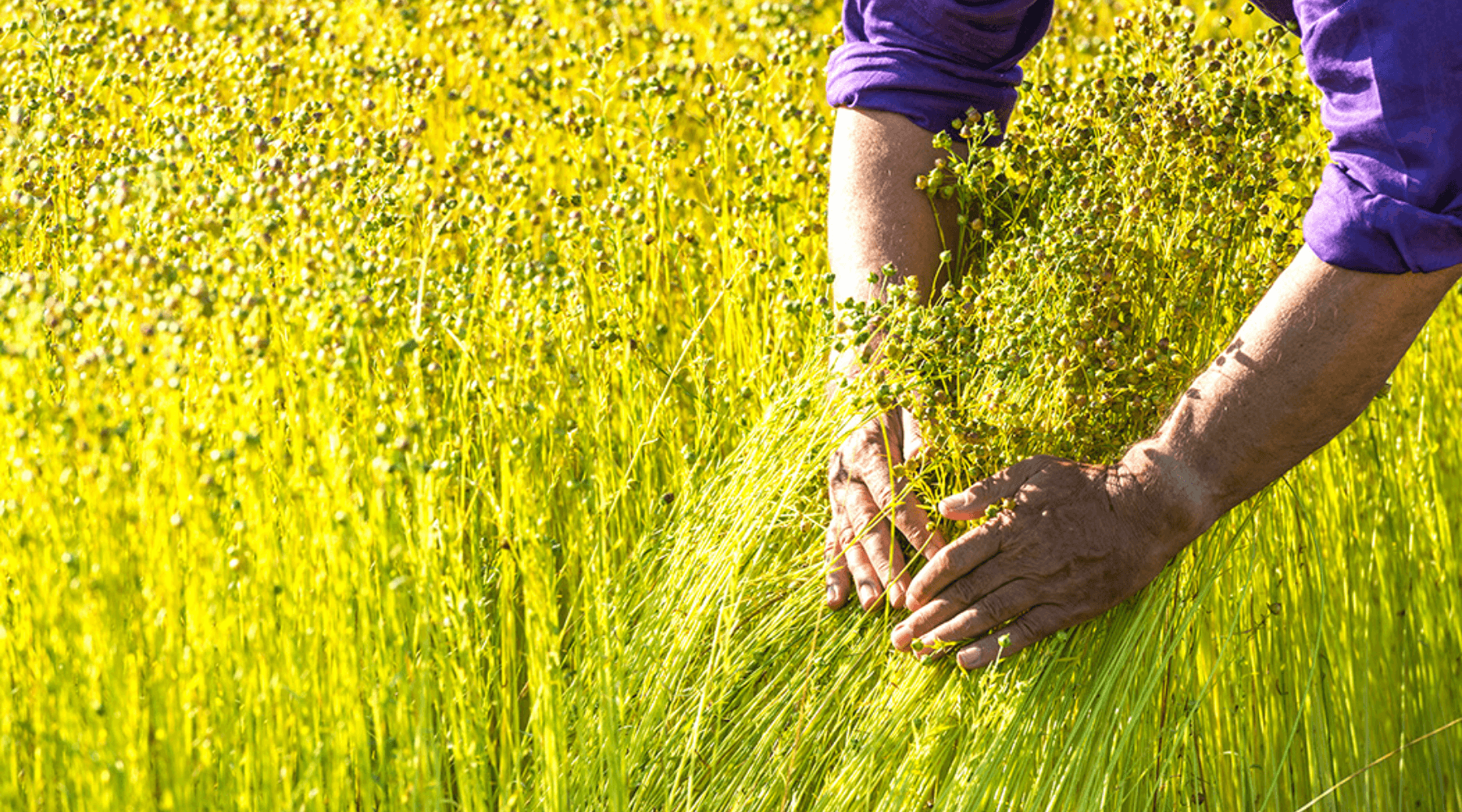 1800x1000 From Field To Fabric: Dive Into The Eco Friendly World Of Linen In 10 Steps