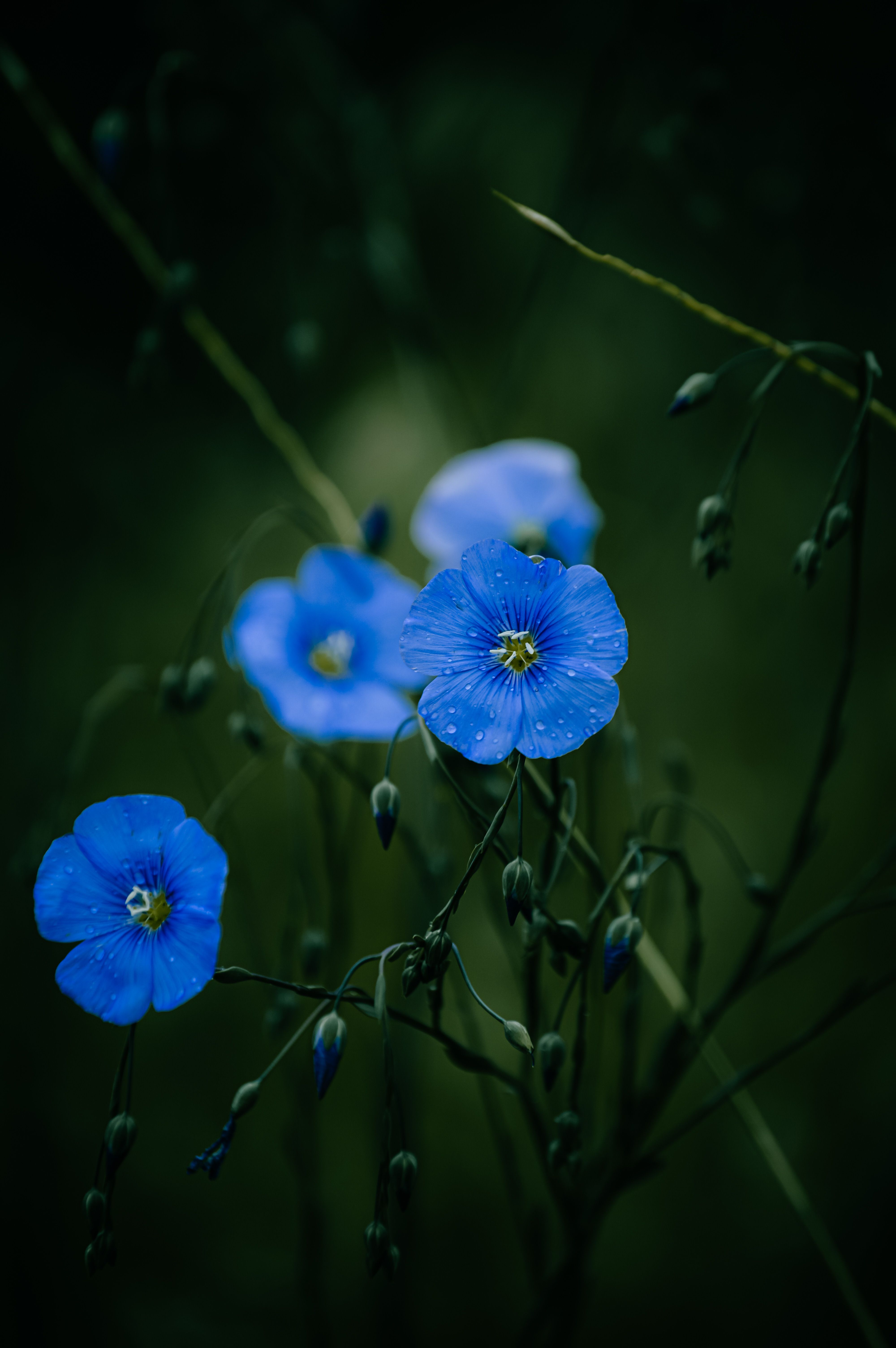 4000x6016 Close Up Shot of a Flax Flower · Free