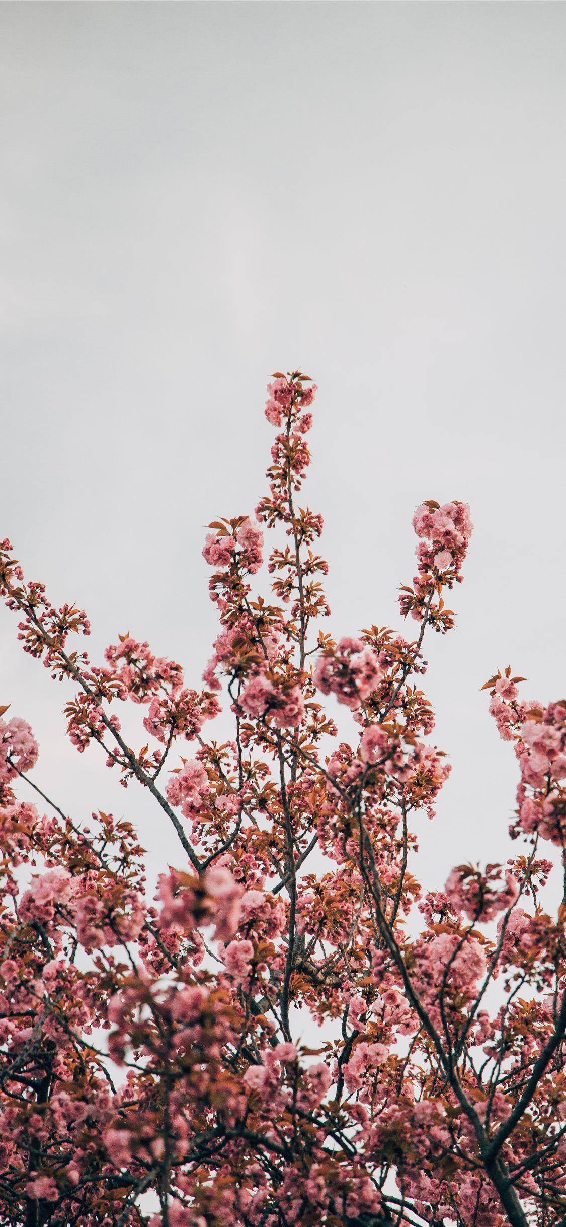 1125x2436 Best Cherry blossom iPhone X HD Wallpaper