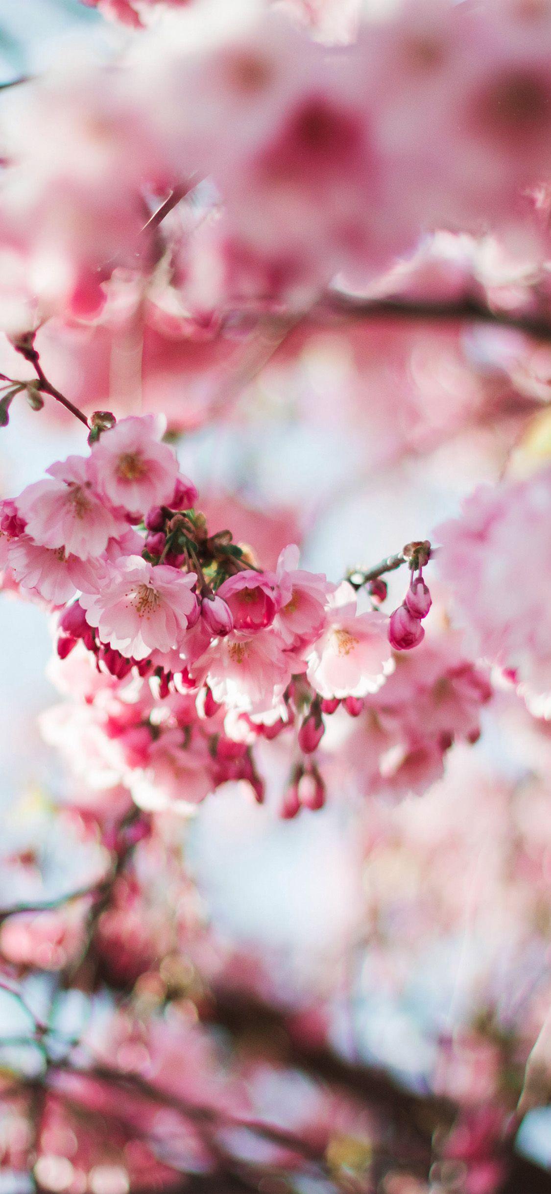 1125x2436 iPhone Wallpaper. Flower, Blossom, Pink, Spring, Cherry blossom
