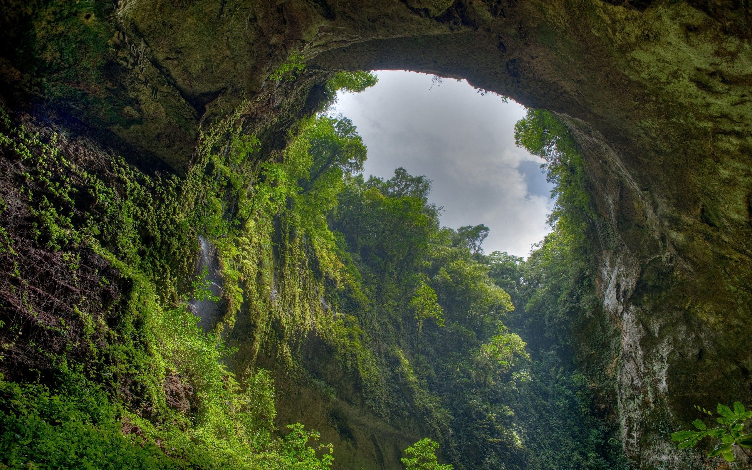 2560x1600 deep, In, The, Jungle Wallpaper HD / Desktop and Mobile Background