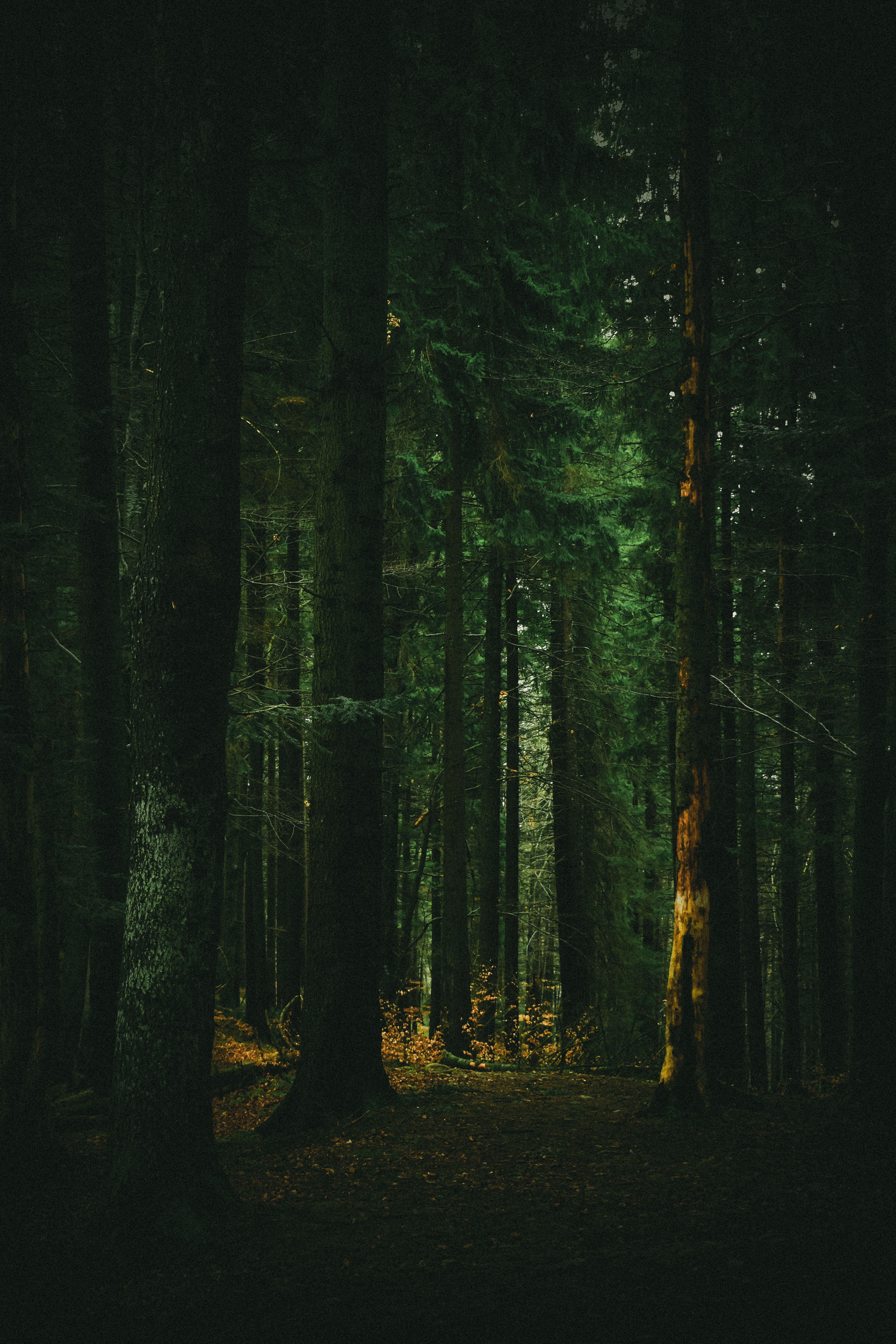 4000x6000 Deep Forest Photo, Download The BEST Free Deep Forest & HD Image