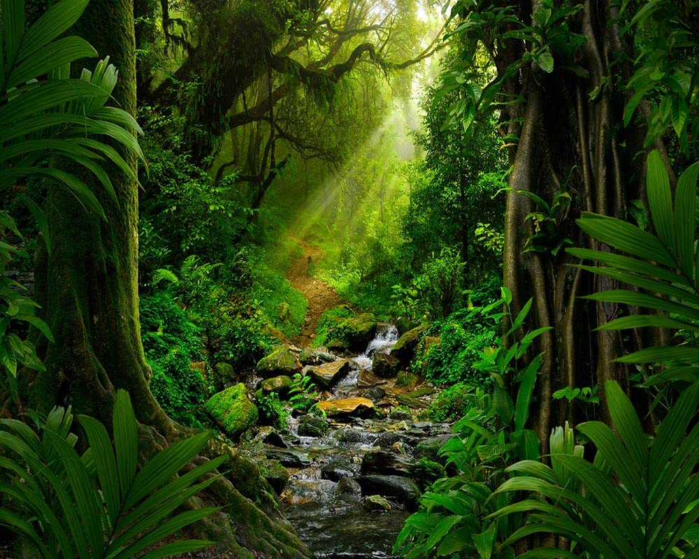 1000x800 Amazon.com : Wofawofa Tropical Asian Rainforest Backdrop for Photography 9X6FT Deep Jungle Woods Vinyl Backdrops Forest Trees Green Leaves Background for Birthday Portraits Wedding Party Photo Studio Props BL672