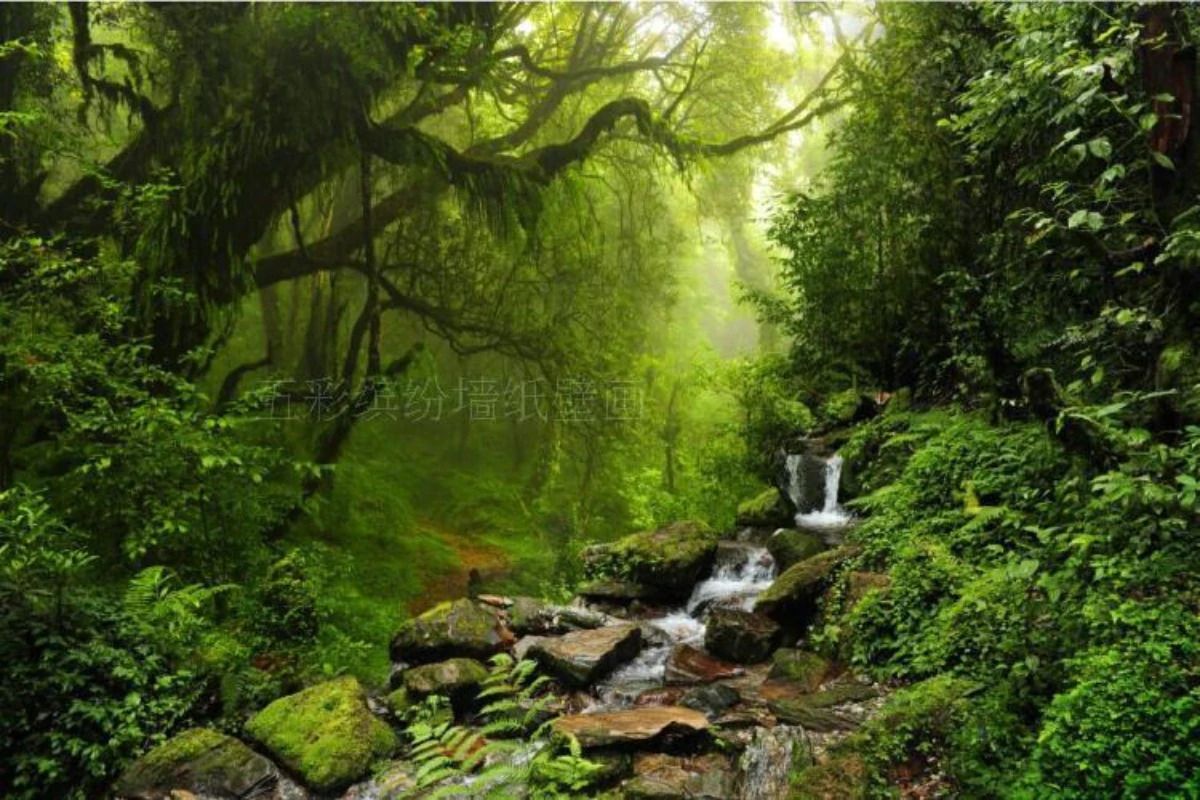 1200x800 Deep Forest Scene Wallpaper Archives Blinds And Closets In Toronto, Canada