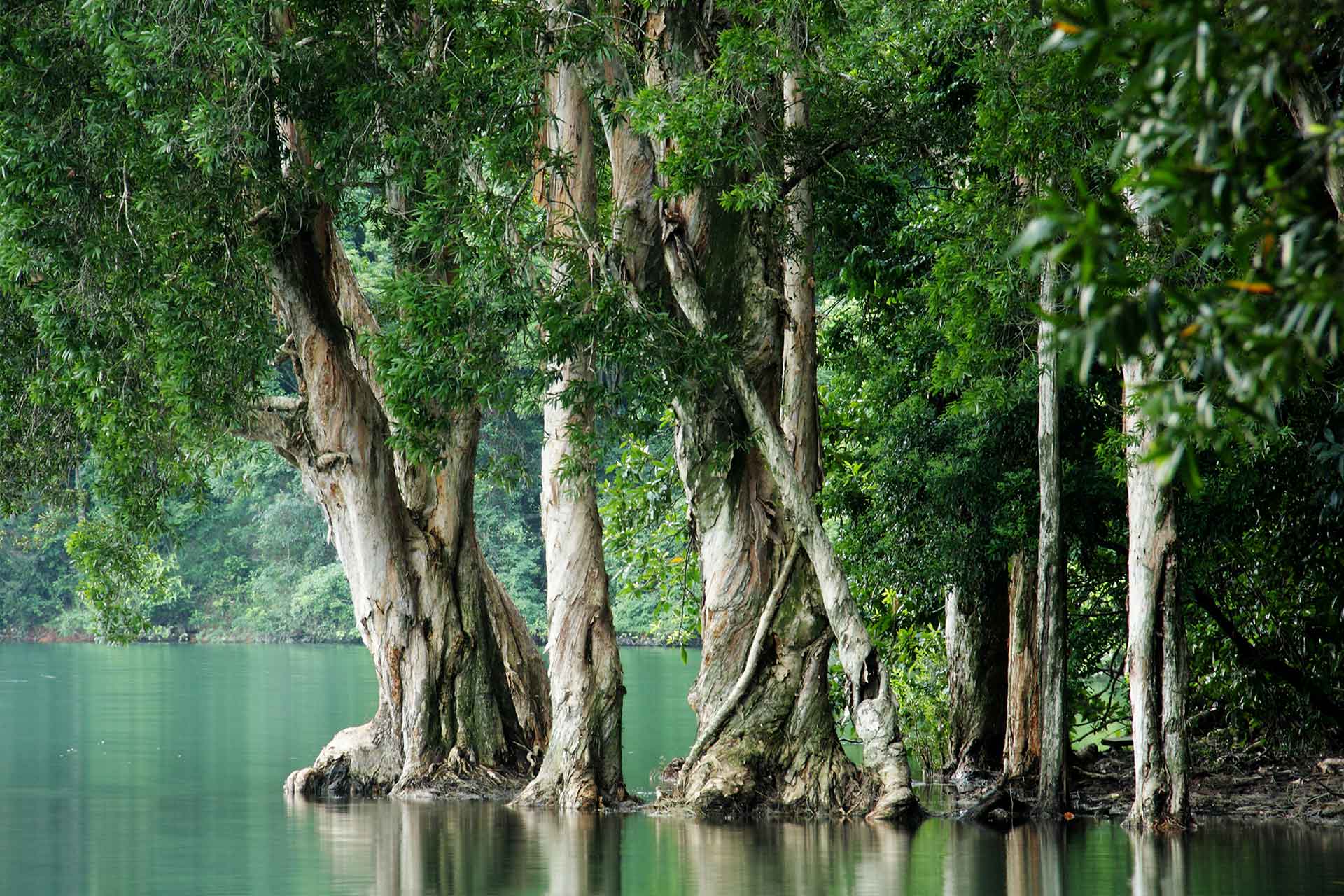 1920x1280 Deep Jungle. Cara Saven Wall Design