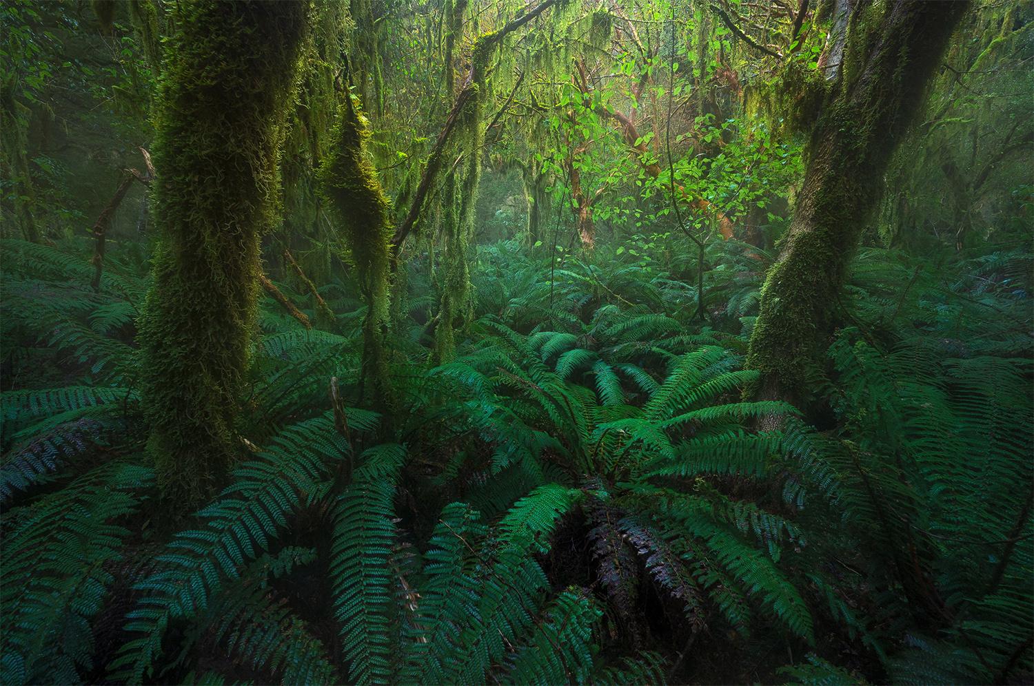 1500x996 Deep within a New Zealand forest {OC} (1500x996) @dalegphoto