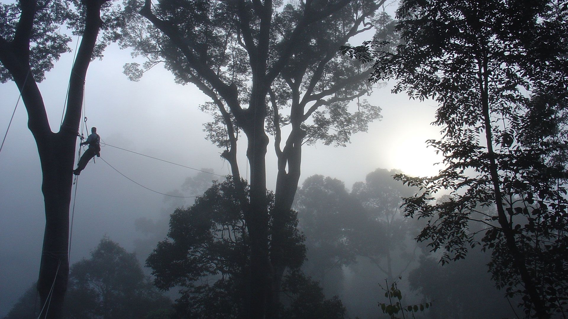 1920x1080 Deep Jungle: New Frontiers. About