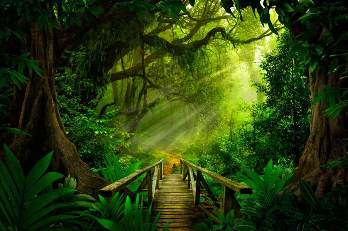 1160x771 Wallpaper Murals Peel and Stick Removable Deep Forest High Quality