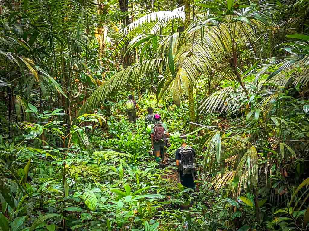 1024x768 Deep jungle experience. Amazon Experience Jungle Tours Leticia