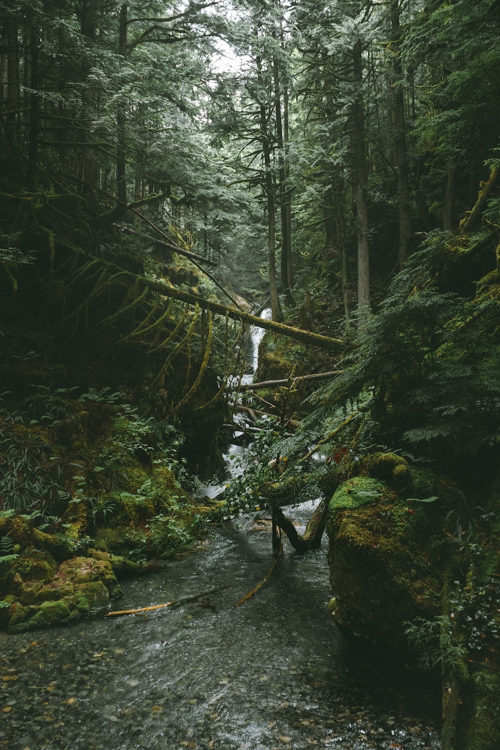 1000x1500 Deep Jungle Wallpaper