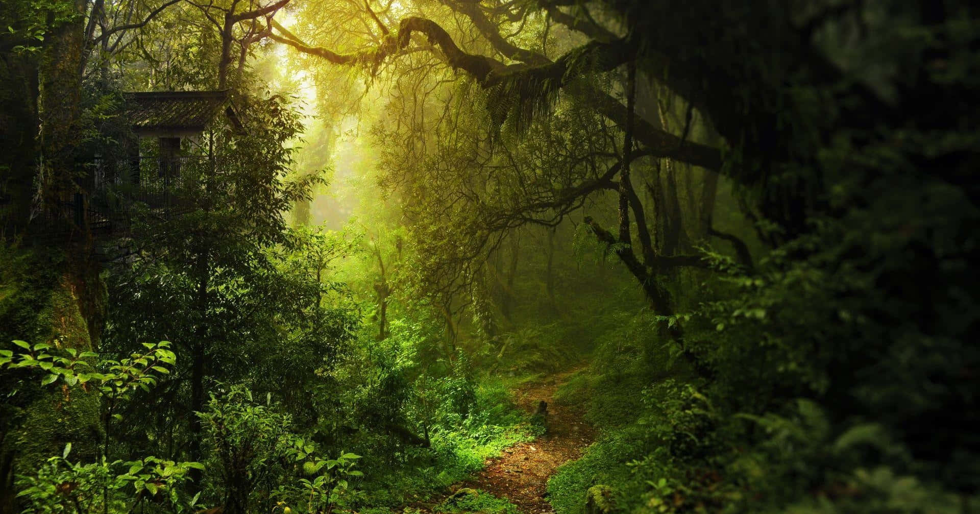 1920x1007 Download A Pathest With Trees And A House