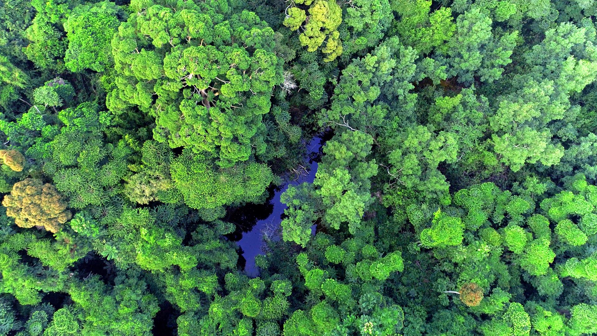 1920x1080 Deep Jungle (Episode 1)
