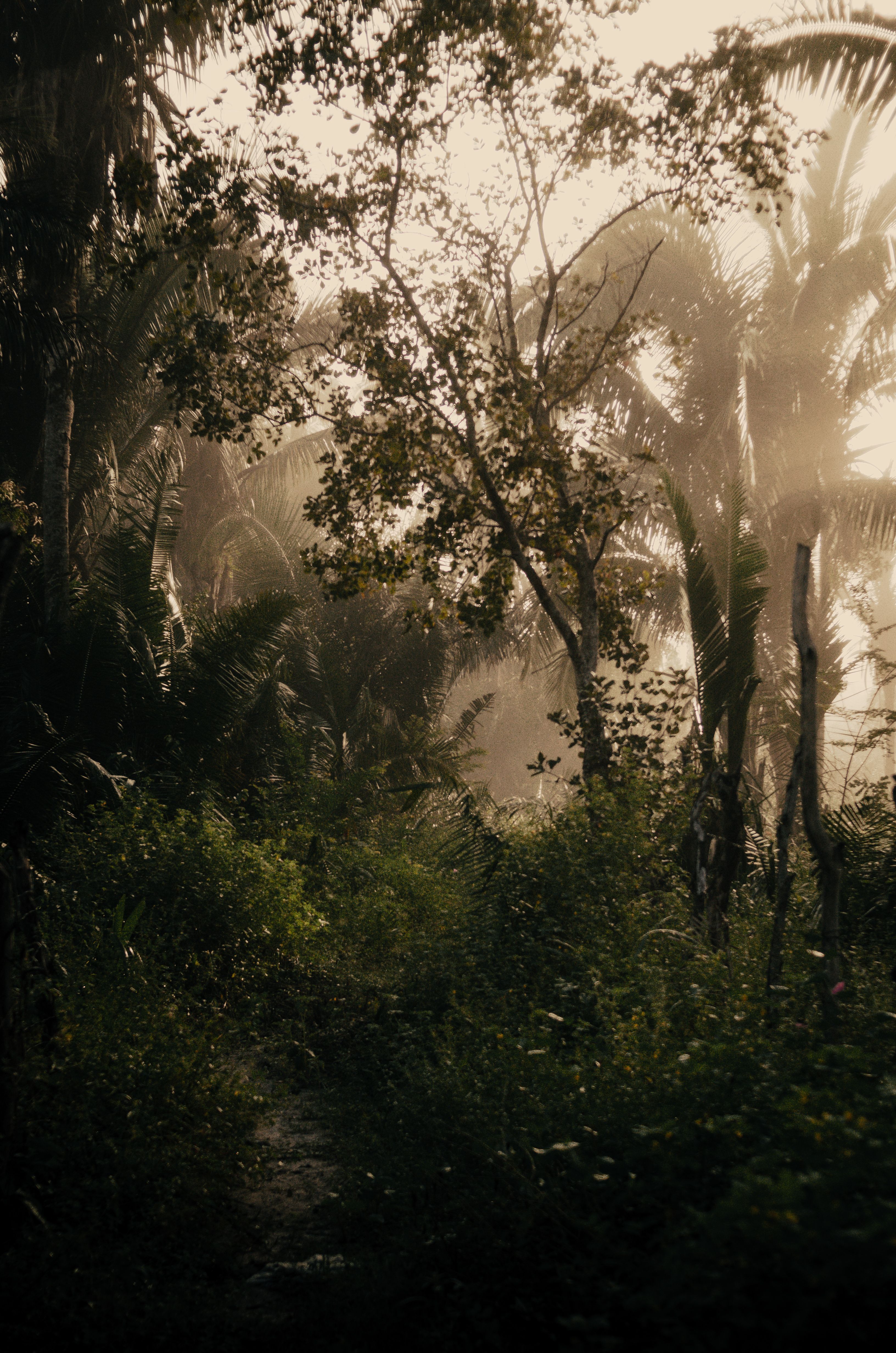 3264x4928 Empty Jungle Photo, Download The BEST Free Empty Jungle & HD Image
