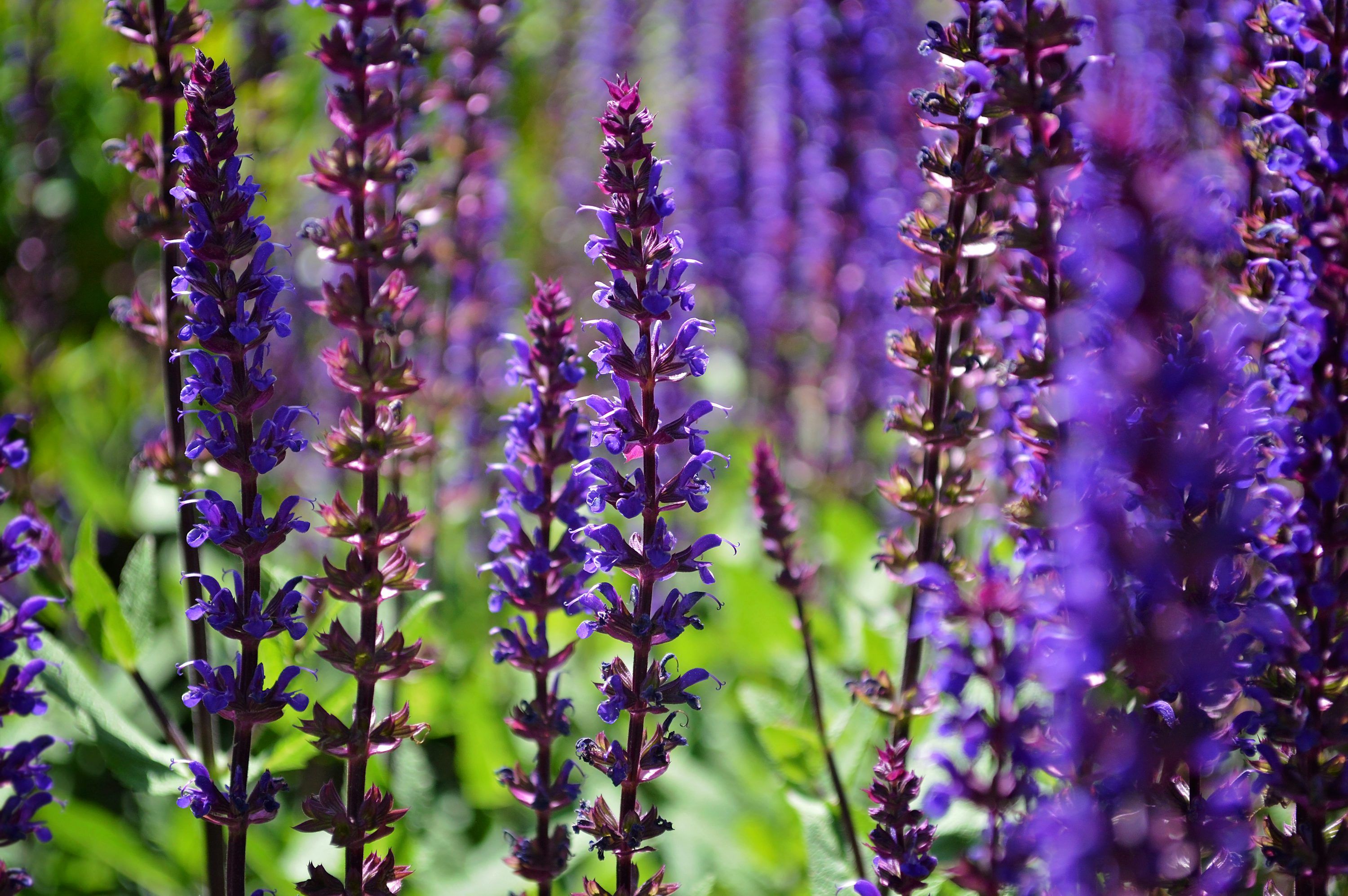 3000x1995 Salvia Picture. Download Free Image
