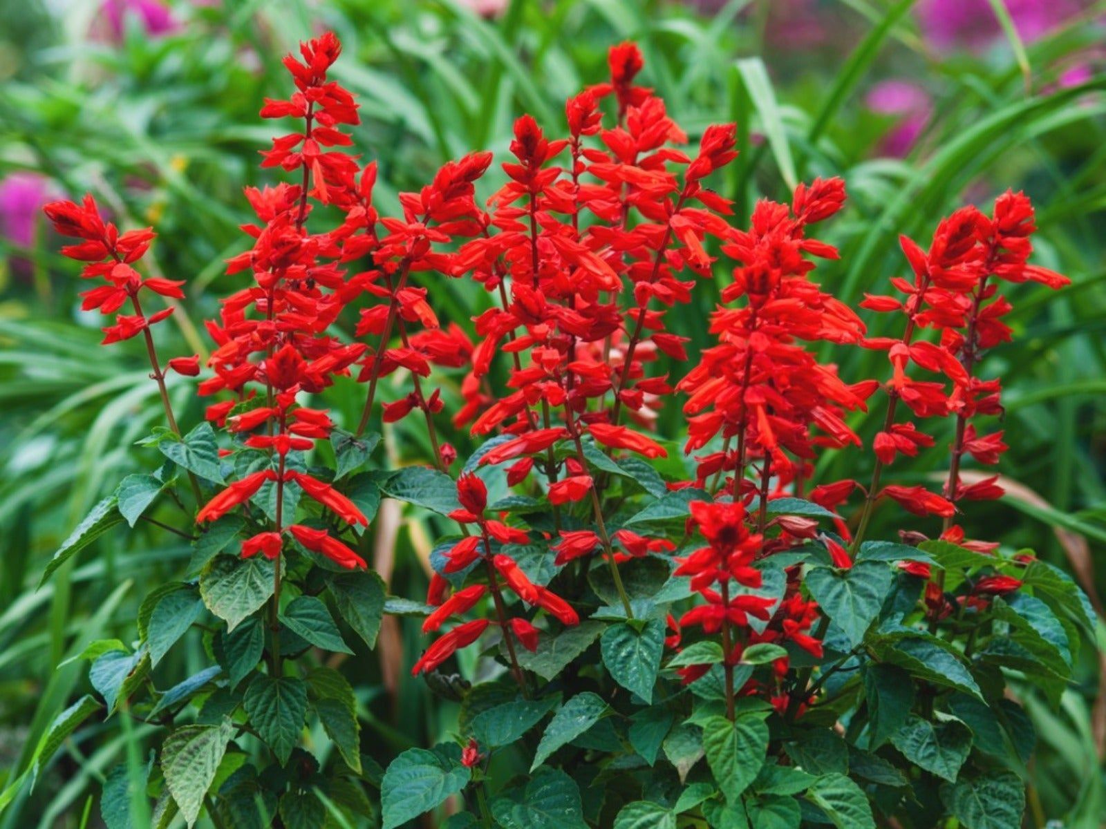 1600x1200 Best Salvias For Shade Gardens. Gardening Know How