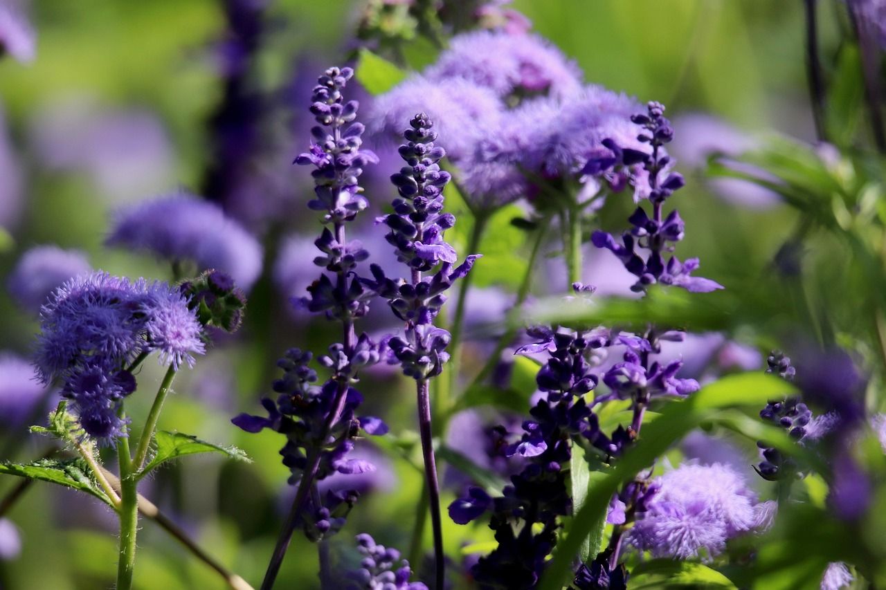 1280x853 Free Blue Salvia Flowers & Salvia Image