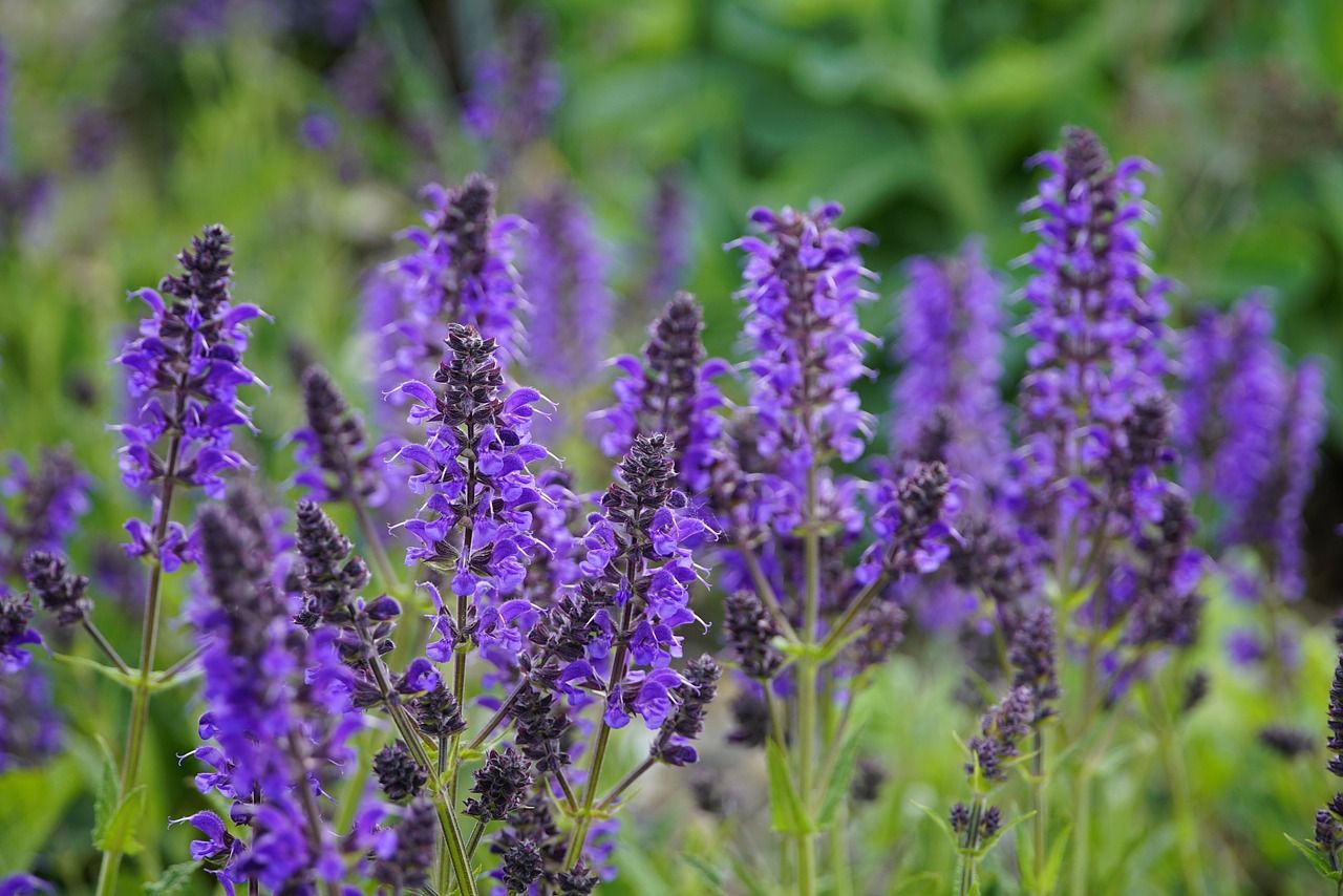 1280x854 Wallpaper Salvia Sage
