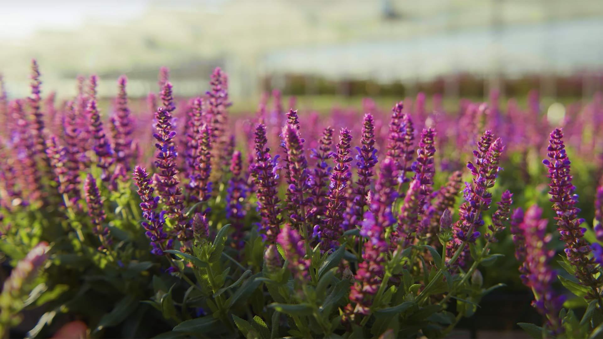 1920x1080 Find the Right Salvia for Your Garden with Monrovia Gardens