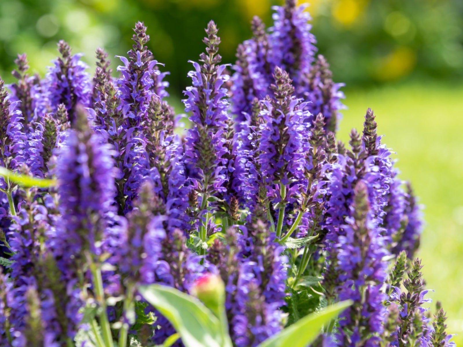 1600x1200 Care of Salvia Plants. Gardening Know How