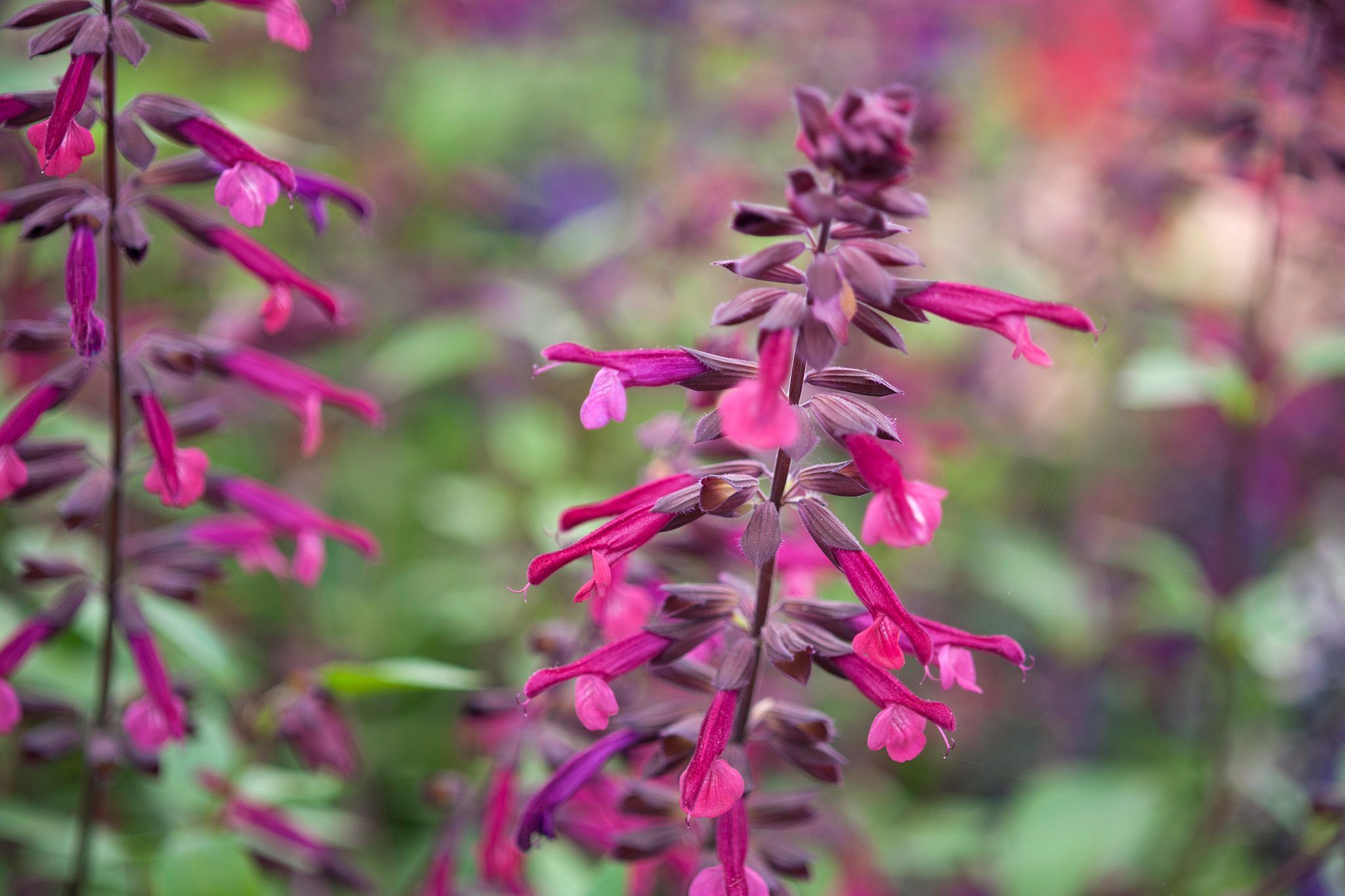 2048x1365 Spectacular Salvias to Grow. BBC Gardeners World Magazine