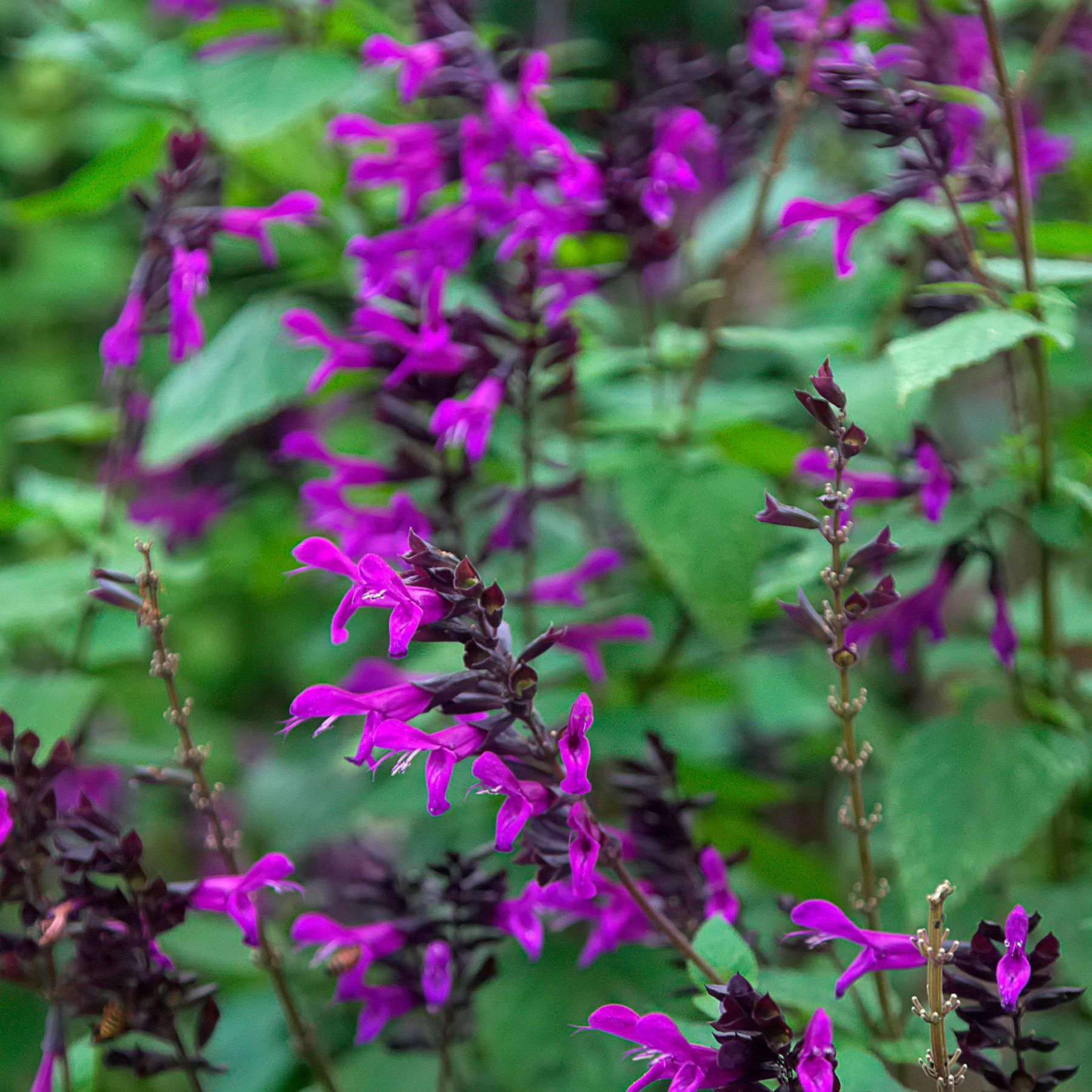 1799x1799 Types of salvias: 16 stunning varieties for beds and borders. Homes and Gardens