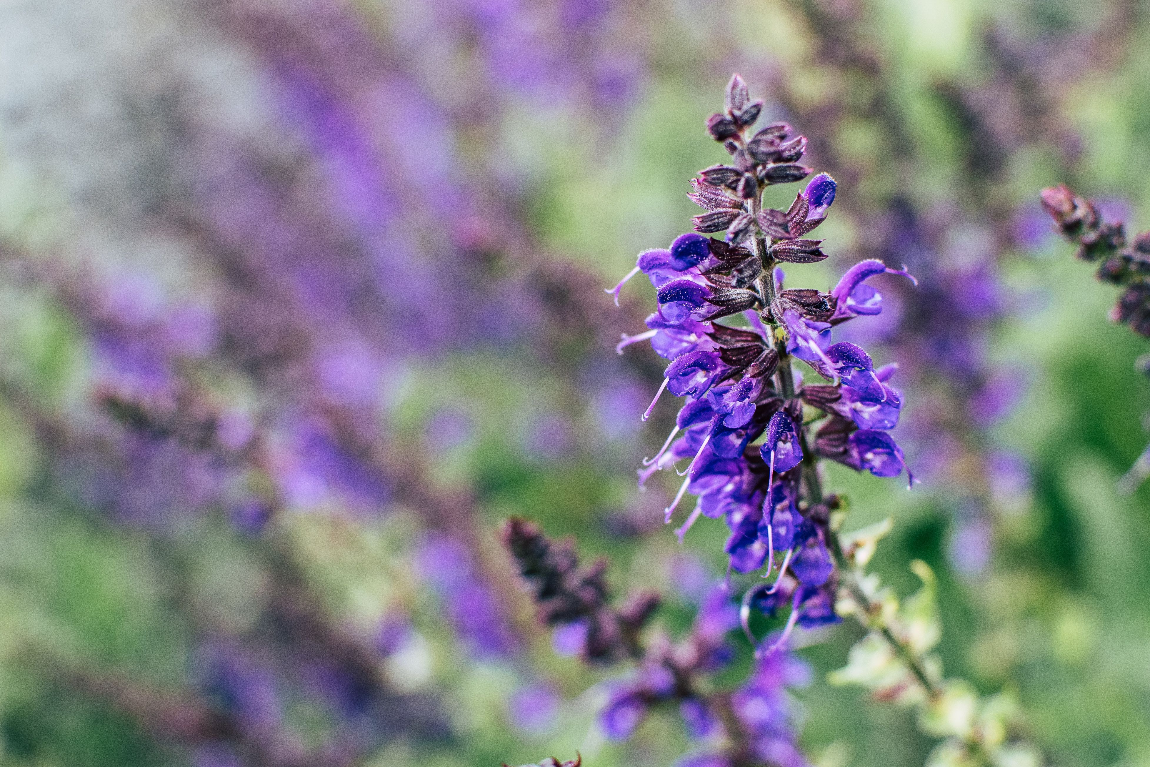 3910x2607 Blue Salvia Photo, Download The BEST Free Blue Salvia & HD Image
