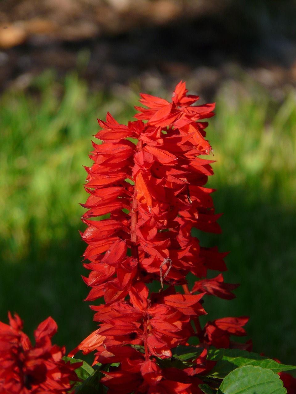960x1280 Free Red Salvia & Salvia Image