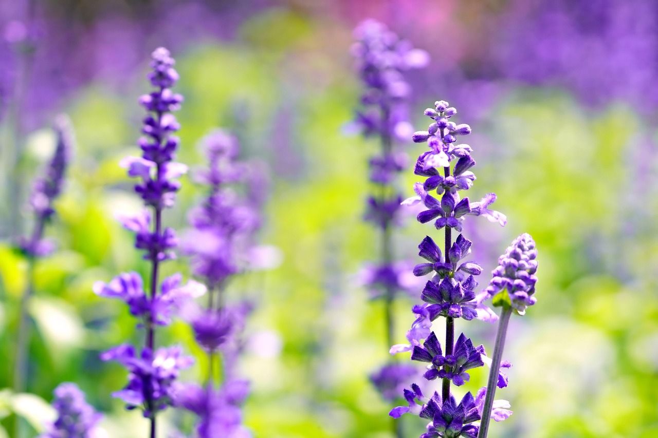 1280x853 Salvia Flower Plant Purple